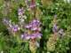 scutellariaalpinapirinmtsbulgaria_small.jpg