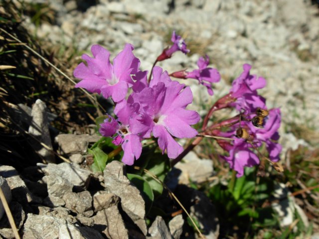 primulaspectabilis1700malps.jpg