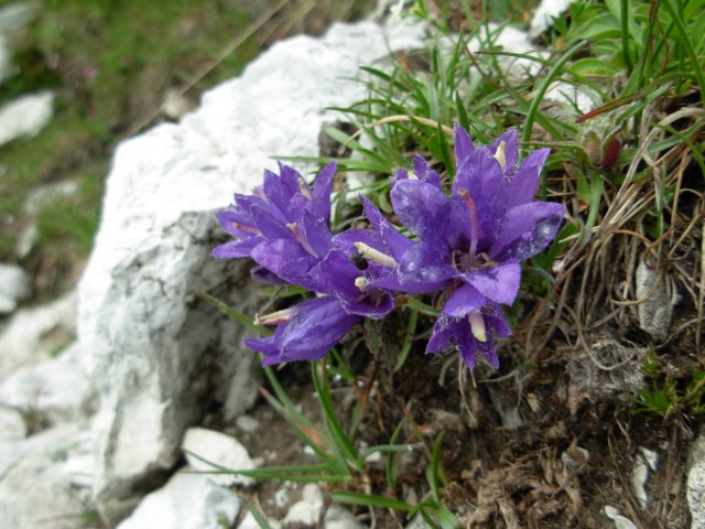 edraianthusgraminifolius1900mbjelasicabosnaherzegovina.jpg