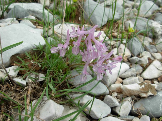 corydalisdensifloraaroaniamtsgreece.jpg