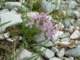 corydalisdensifloraaroaniamtsgreece_small.jpg