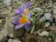 crocussieberisspsublimisaroaniamtsgreece_small.jpg