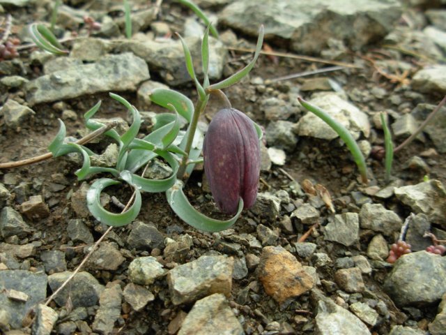 fritillariaepiroticapindosgreece.jpg