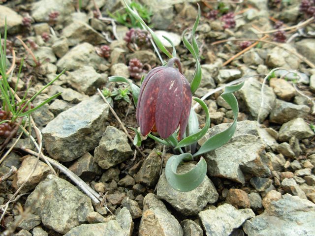 fritillariaepiroticapindosgreece2.jpg