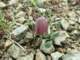 fritillariaepiroticapindosgreece2_small.jpg