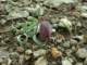 fritillariaepiroticapindosgreece_small.jpg