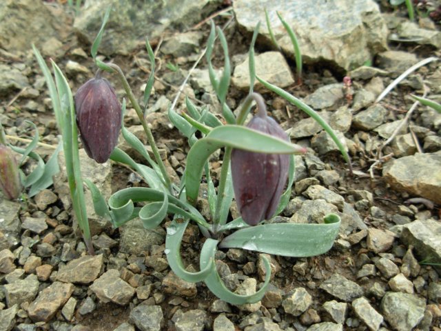 fritillariaepiroticapindosmtsgreece.jpg