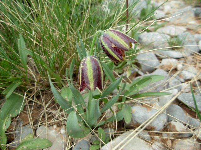 fritillariagraecaaroaniagreece.jpg