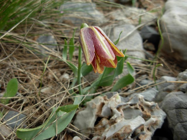 fritillariagraecaaroaniamtsgreece.jpg