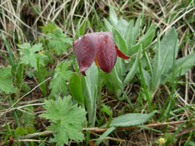 fritillariamacedonicamacedonia.jpg