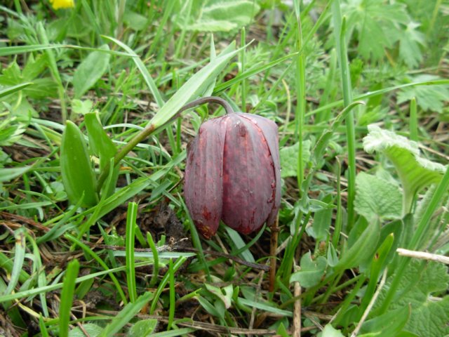 fritillariamacedonicamavrovomacedonia.jpg