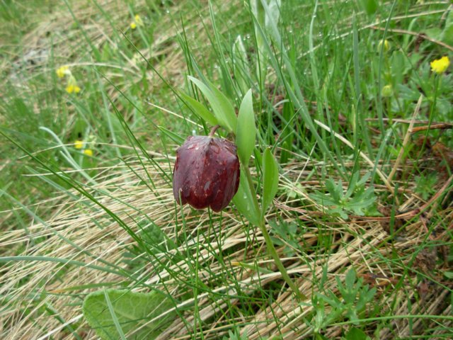 fritillariamacedonicamavrovomacedonia2.jpg