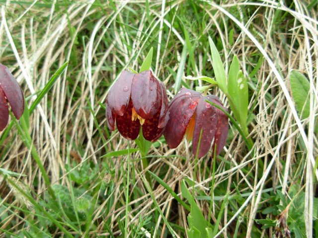 fritillariamacedonicamavrovomacedonia3.jpg