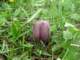 fritillariamacedonicamavrovomacedonia_small.jpg