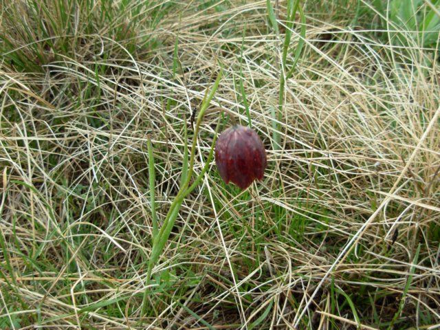 fritillariamontanamavrovomacedonia.jpg