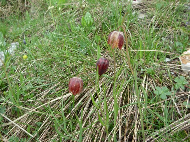 fritillariamontanamavrovomacedonia2.jpg