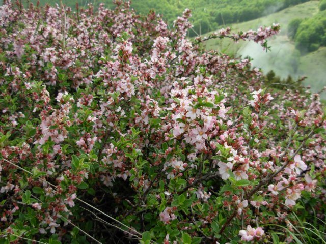 prunusfruticosagalicicamacedonia.jpg