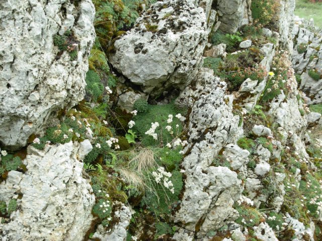 saxifragascardicagalicicamacedonia2.jpg