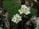 saxifragascardicagalicicamacedonia3_small.jpg