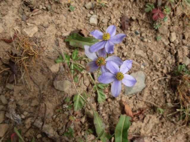 anemoneobtusilobassptriflorashalulishansichuan.jpg