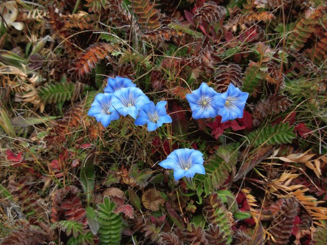 gentianatetraphylla4300mshalulishan.jpg