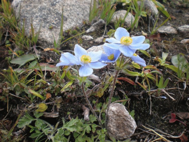 anemonetrulifolia4100mzheduopasskanding.jpg