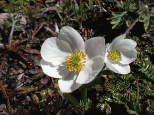 anemonetrulifolia4200mzheduopasskanding.jpg