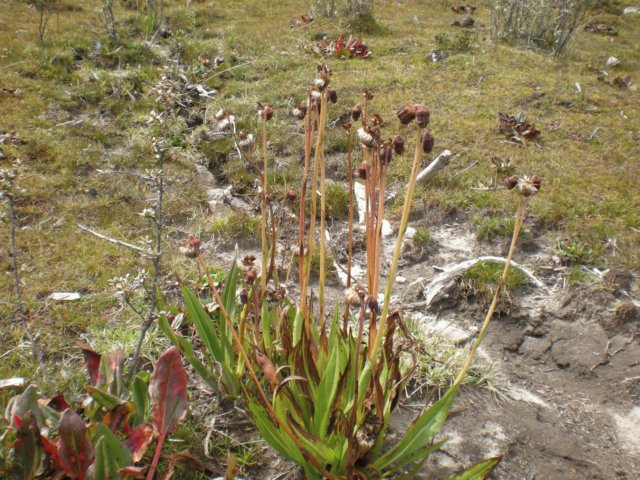 cremathodiumsp4400mdaxueshansichuan.jpg