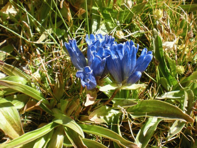 gentianasiphonanthaanyemaquenshanchina.jpg