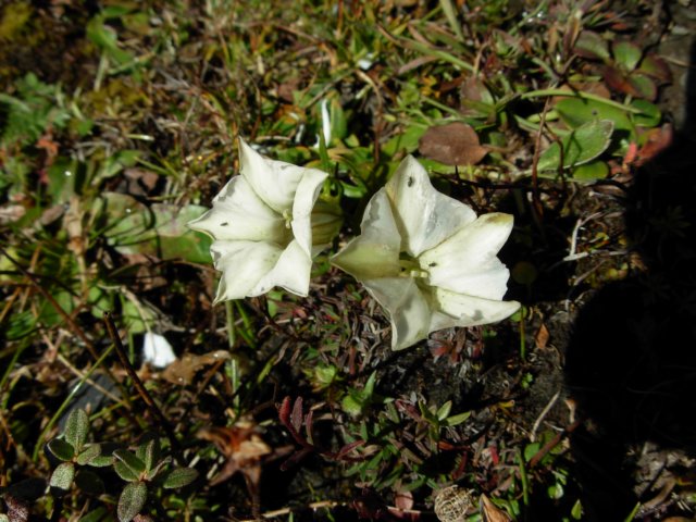 gentianaaltorumalba4800mheizishansichuanchina.jpg