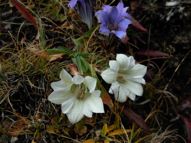 gentianageorgeialba3700mminshansichuanchina.jpg