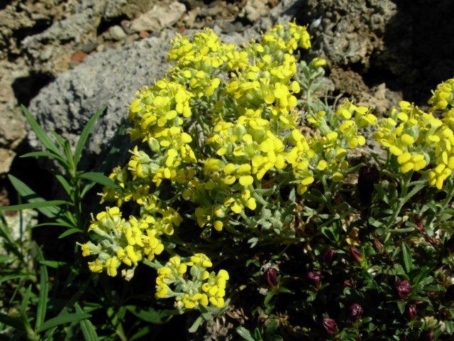 alyssumbornmuelleri.jpg