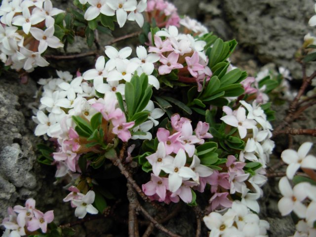 daphnevelenovskijosephinafinishingflowering.jpg