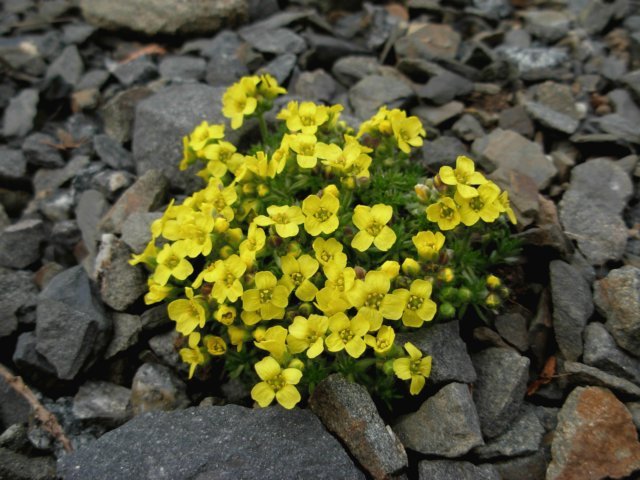 drababrunifoliasspolympicagarden.jpg