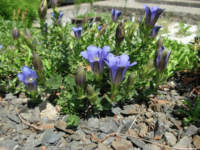 gentianaboissierigarden.jpg