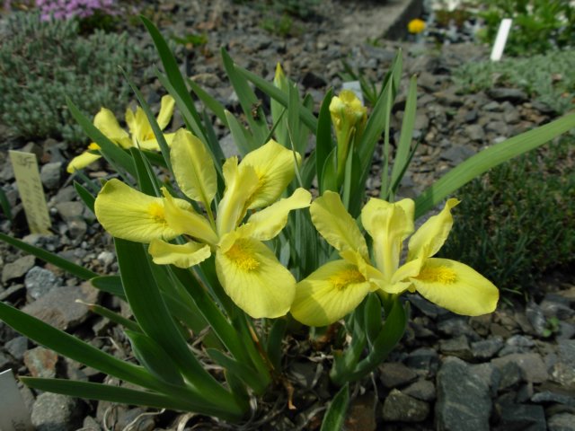irisbloudovii.jpg