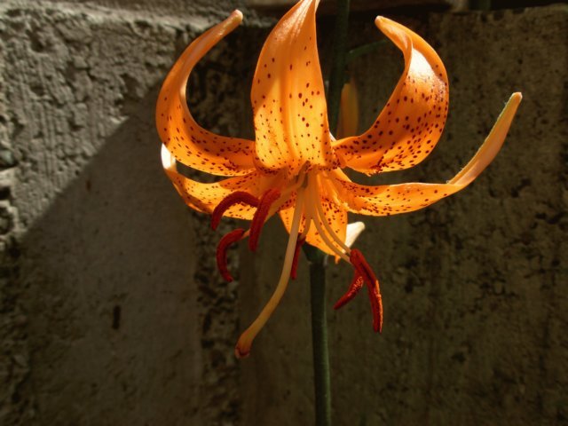 liliumdavidigarden.jpg