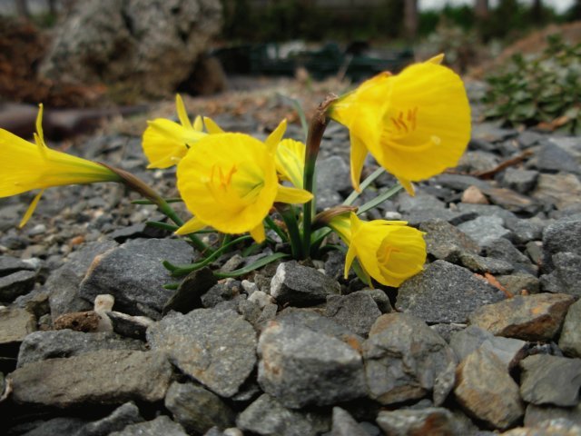 narcissusbulbocodiumsspnivalisgarden.jpg