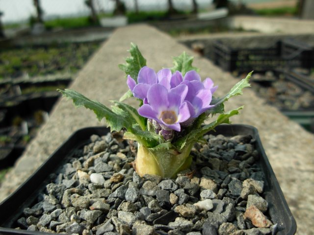 primulasonchifoliasspemeishanensis.jpg
