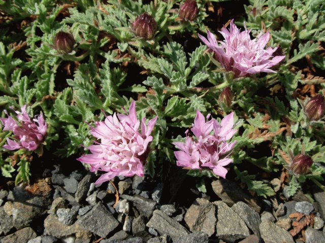 pterocephaluspinardiigarden.jpg