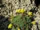 saxifragaunifoveolataexmtoschtencaucasus_small.jpg