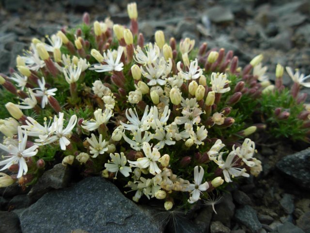 silenebolanthoides2.jpg