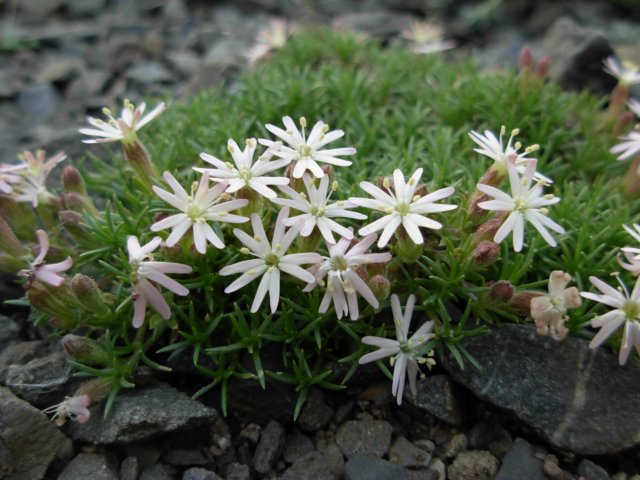 silenebolanthoides4.jpg