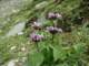 phlomisbracteatamarhiindia_small.jpg