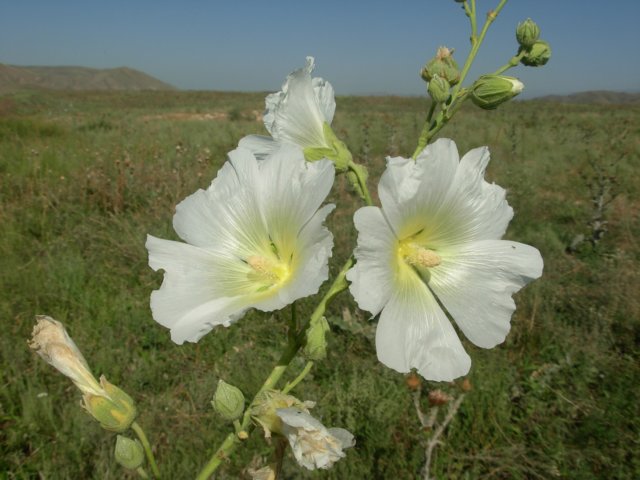 alceasptianshankyrgyzstan.jpg