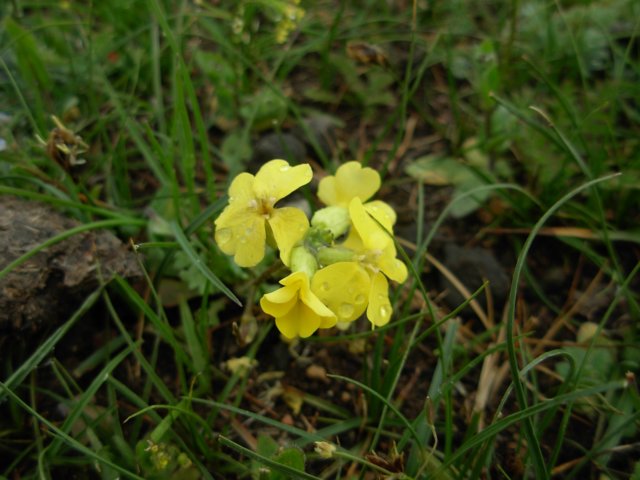 cardaminespbiennialtienshankyrgyzstan.jpg