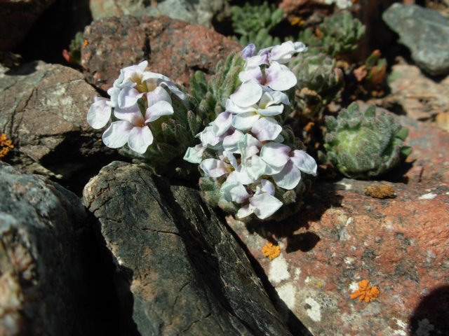 christoleaflabellatatianshankyrgyzstan.jpg