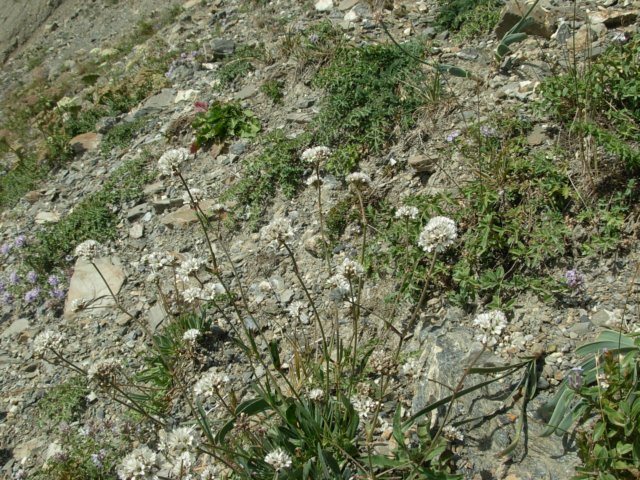 gypsophilasptianshankyrgyzstan.jpg