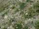 gypsophilasptianshankyrgyzstan_small.jpg