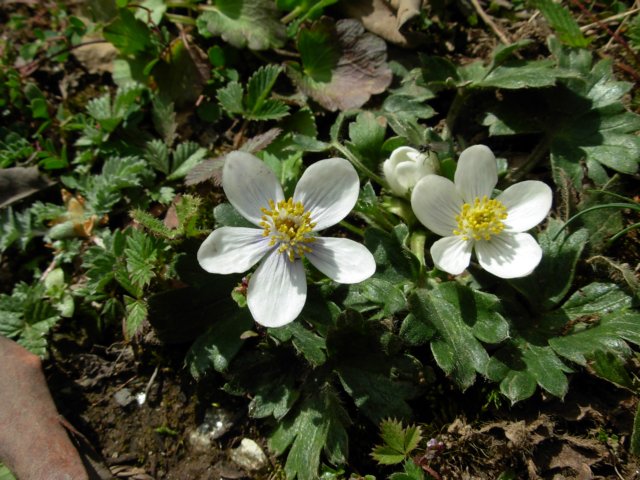 anemoneobtusilobalangtangnepal.jpg